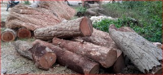 वन समूहले बाँड्न सकेनन् चिसोमा काठ दाउरा