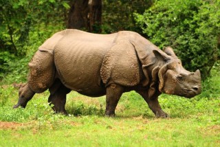 गैंडाको आक्रमबाट चितवनमा एक महिलाको मृत्यु