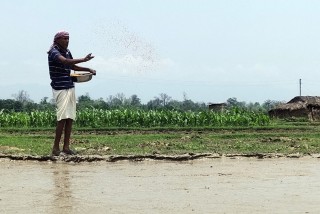 धानको बीउ राख्दै किसान