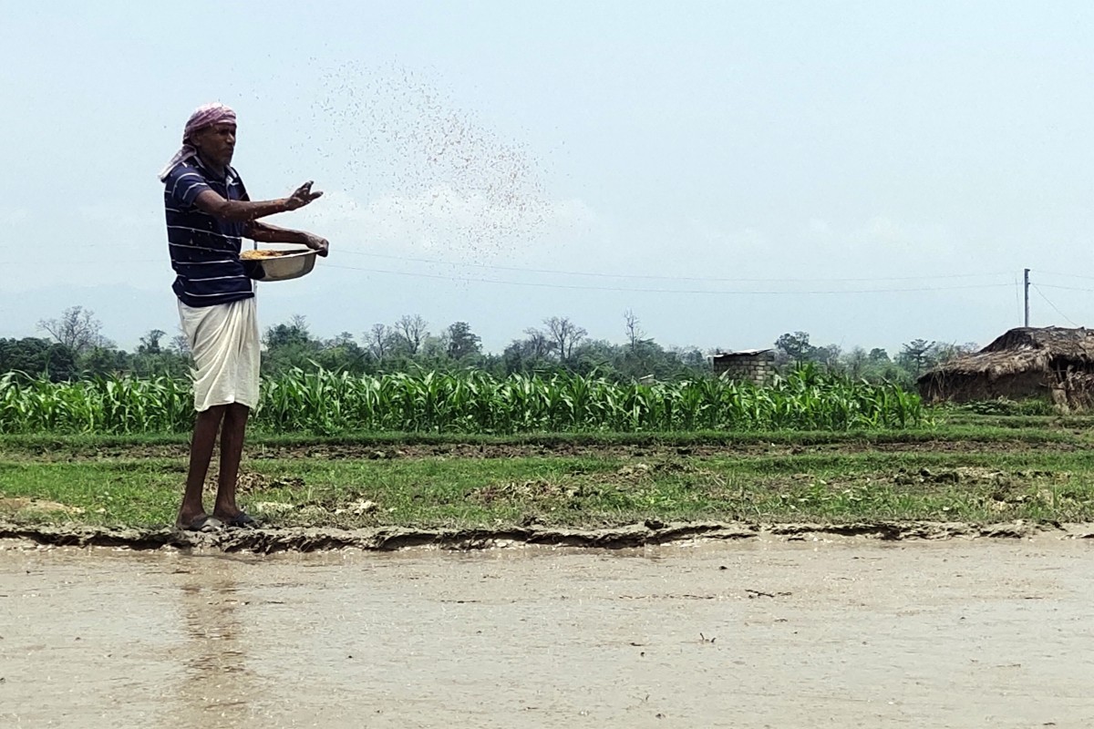 धानको बीउ राख्दै किसान