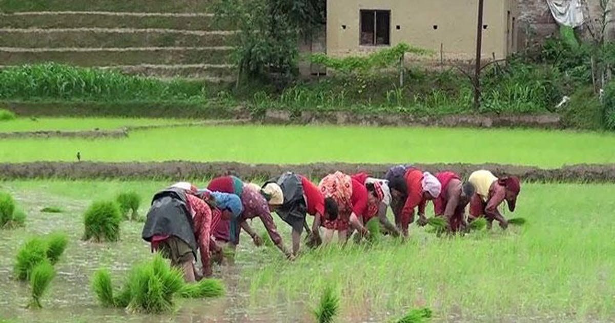 भक्तपुरका किसान कोरोना बिर्सँदै धान रोपाइँमा व्यस्त