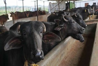 म्याग्दीमा भैँसी विकास कार्यक्रम शुरु