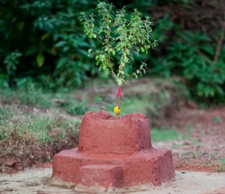 आज निर्जला एकादशी : घरघरमा तुलसीको दल राखिँदै