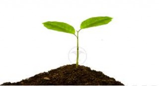वृक्षरोपण दिवसका अवसरमा देशभर बिरुवा रोपण