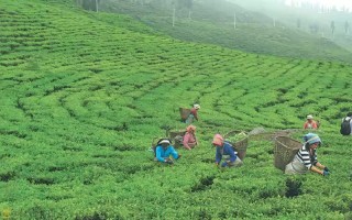 चीनको क्विझौमा चियाको निर्यात वृद्धि