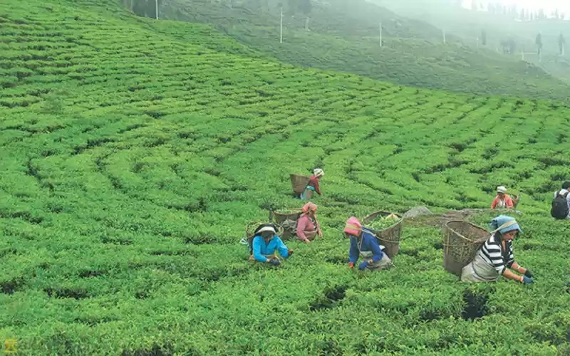 चीनको क्विझौमा चियाको निर्यात वृद्धि