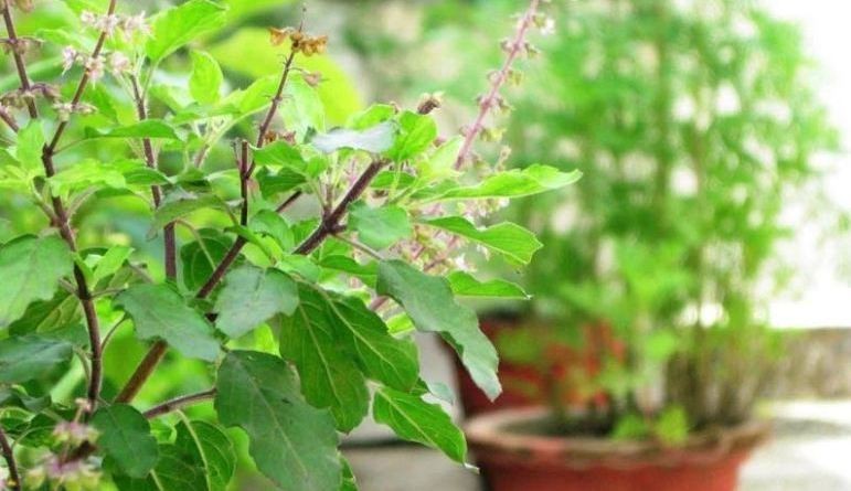 आज हरिशयनी एकादशी, घर-घरमा तुलसी रोपेर मनाइँदै