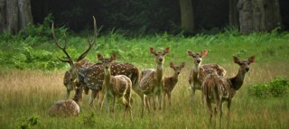 महामारीले चितवनमा घटे आधा पर्यटक 