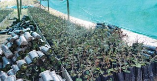 हेरिटेज ग्रुपद्धारा रु ३० करोड लगानीमा चिया उद्योग