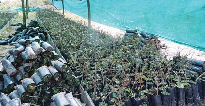 हेरिटेज ग्रुपद्धारा रु ३० करोड लगानीमा चिया उद्योग