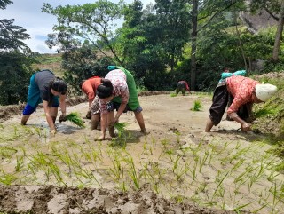 कर्णालीमा सय प्रतिशत रोपाइँ : भोकमरीका चपेटामा नपर्ने सङ्केत