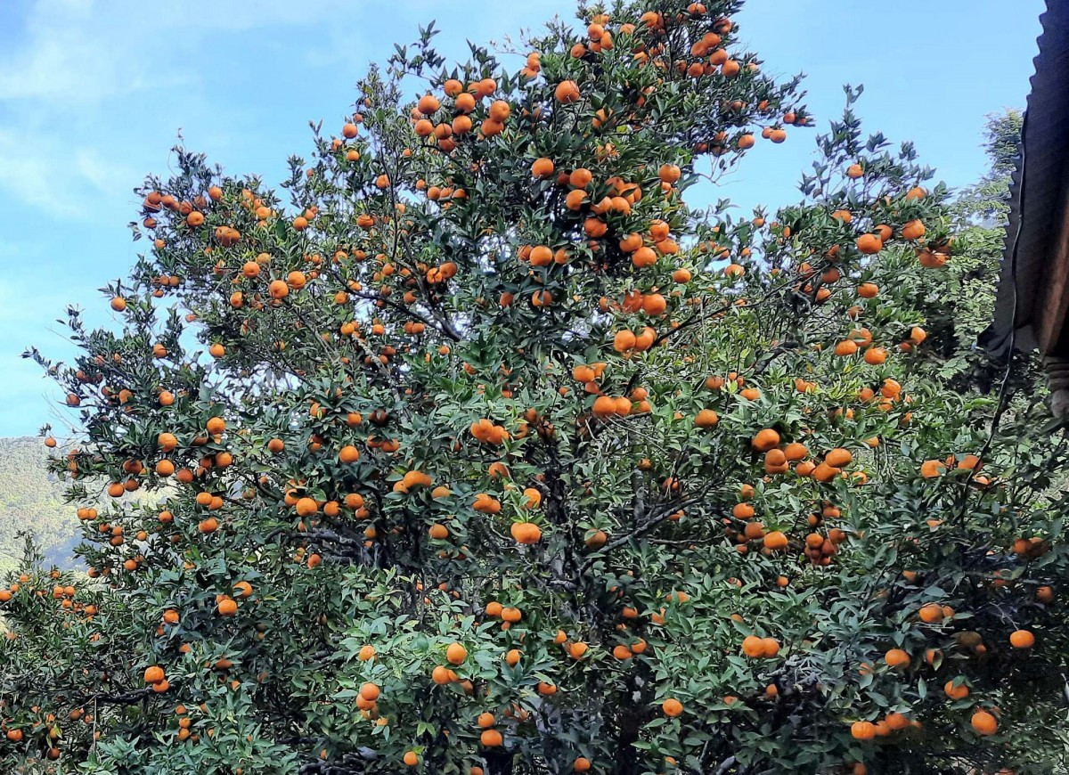 हिमपातले सुन्तलाका बिरुवा नष्ट