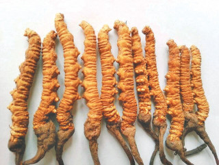 हिमपातले यार्सागुम्बा सङ्कलन रोकियो