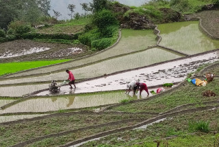 ट्याक्टरले खेत जोतेर धान रोपाइँ