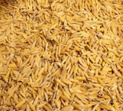 बुधवार धान दिवस : २७ अर्बको चामल र १५ अर्बको धान आयात