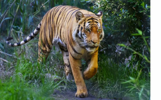 चितवनमा बाघको आक्रमणबाट एक महिला घाइते