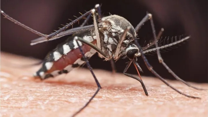 तनहुँमा डेङ्गु नियन्त्रण गर्न उच्च प्राथमिकता 
