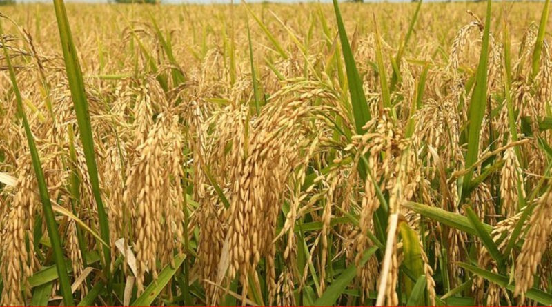 मूल्य निर्धारण नगरिँदा किसान सस्तोमा धान बेच्दै