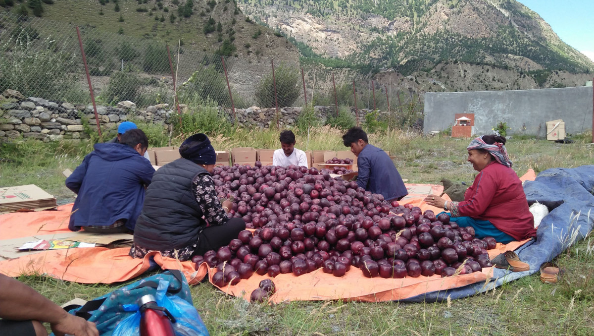 मुस्ताङबाट यस वर्ष ५० करोडको स्याउ निकासी