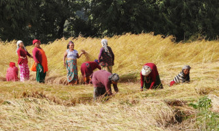 धानखेती हुने जमिन र उत्पादन वर्षेनी घट्दै, जीडीपीमा चार प्रतिशत योगदान