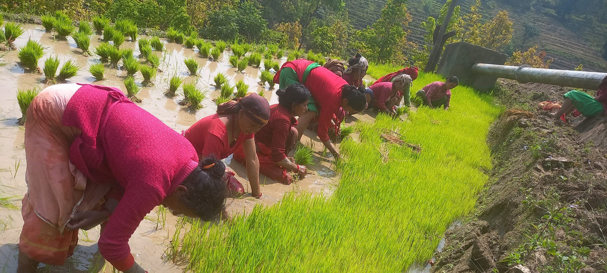 धानको बिउ उखेल्दै किसान