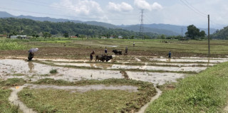 पानी अभावले रोपाइँ गर्न ढिलाइ