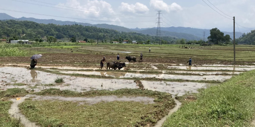 देशभर ६८ प्रतिशत रोपाइँ, पानी नपर्दा ढिलाइ