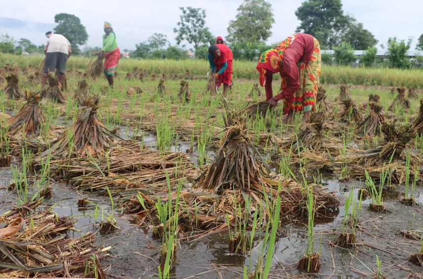वर्षाले धानबालीमा क्षति, किसान चिन्तित