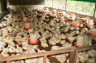 पोल्ट्री व्यवसाय संकटमा : व्यवयायी भन्दछन् ‘हाम्रा कुरा कसैले सुनेन’