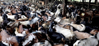 खोटाङको बराहपोखरीबाट रु एक करोड ७५ लाखको खसी काठमाडौं निर्यात
