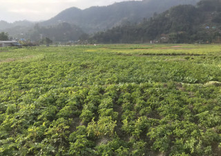 सुनसरीमा तीन हजार हेक्टर क्षेत्रफलमा आलु खेती