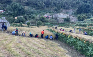 खाद्यसम्म पुग्दैन धान, गाउँमै धमाधम बेच्दै किसान