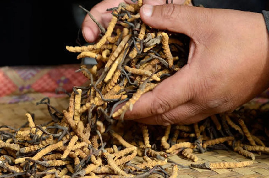 यार्सा सङ्कलनः मुगुमा चारजनाको मृत्यु, एक सिकिस्त