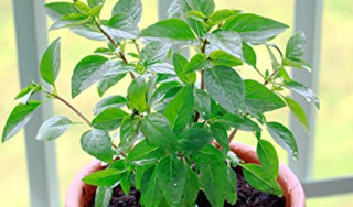 आज हरिशयनी एकादशी: तुलसीको बिरुवा सारिँदै