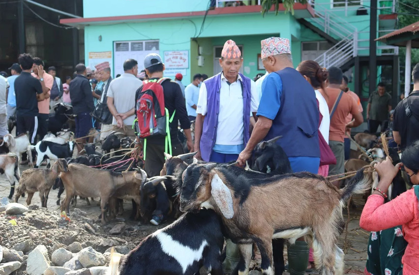 चाडपर्व नजिकिएसँगै कृषिउपज बजारमा चहलपहल बढ्यो