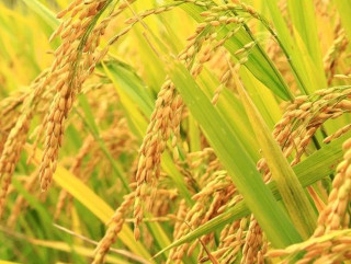 चैते धानको समर्थन मूल्य नपाउँदा चितवनका किसान चिन्तित