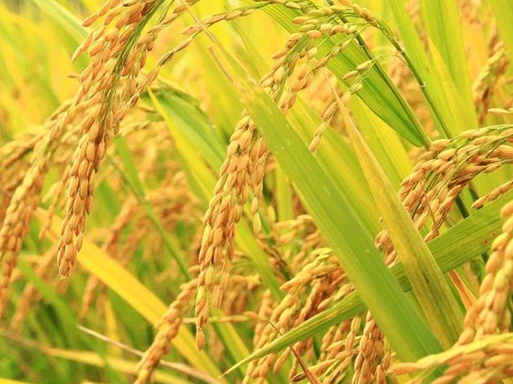 चैते धानको समर्थन मूल्य नपाउँदा चितवनका किसान चिन्तित
