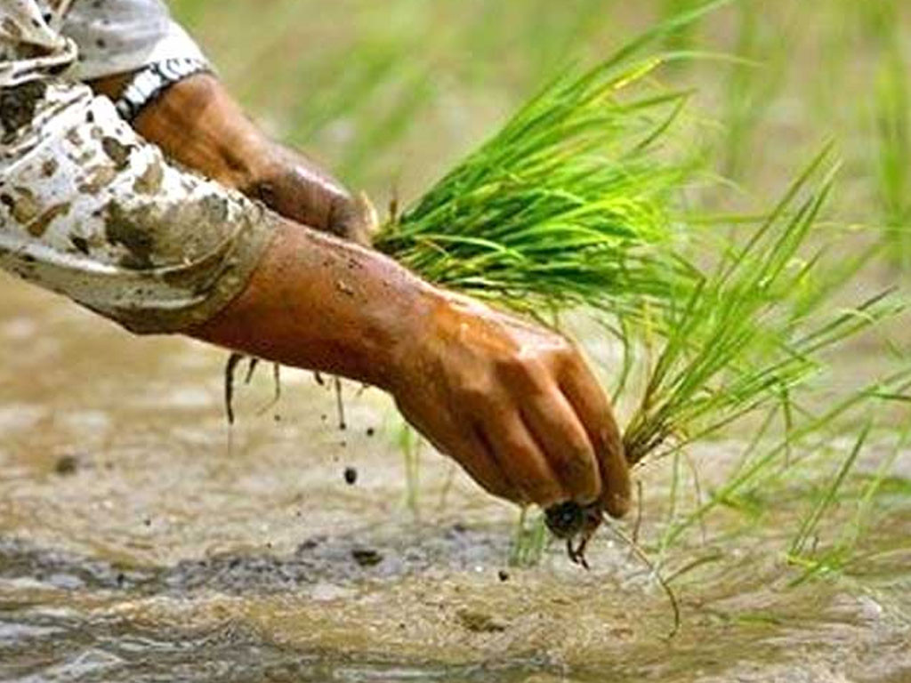 झापामा चैत धान रोपाइँ सुरु, क्षेत्रफल घट्दै