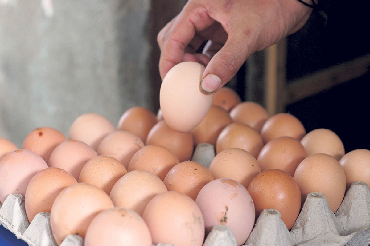 बर्डफ्लु नियन्त्रणमा भएसँगै ‘अण्डा’ र मासुको खपत र मूल्य बढ्यो
