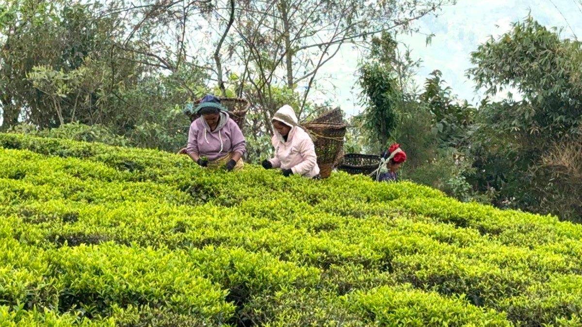पूर्वी नाकाबाट चिया निर्यातमा गिरावट